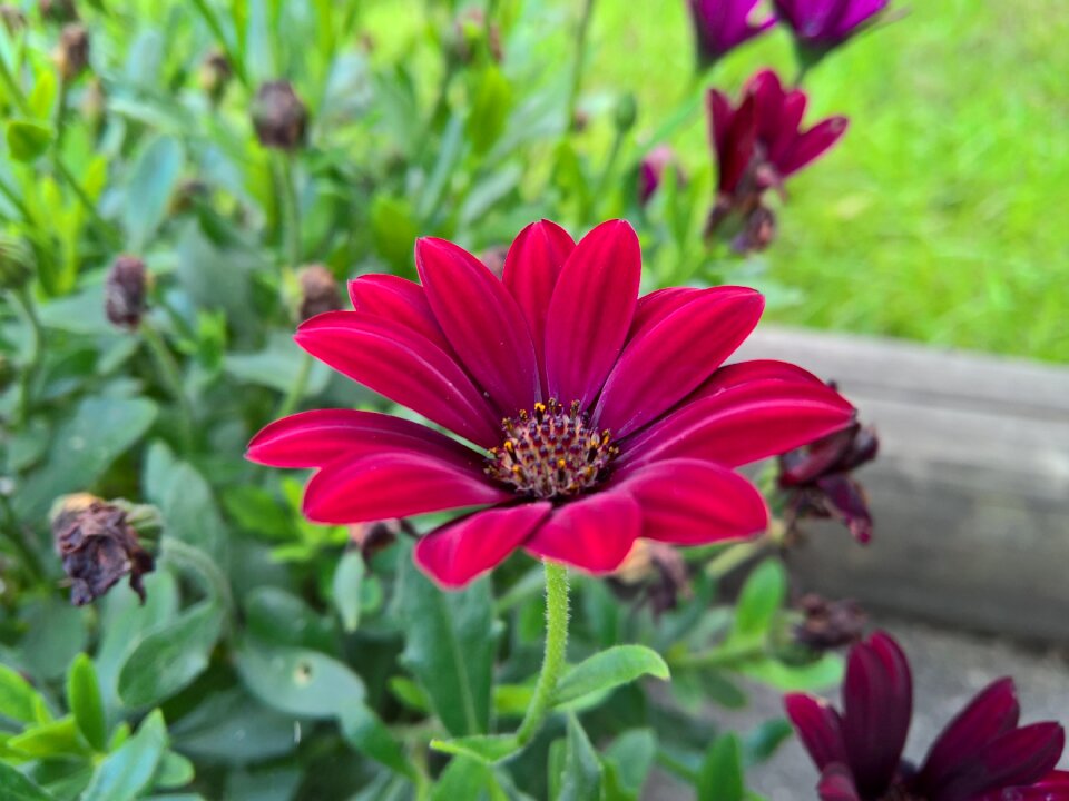 Orange flower garden drops
