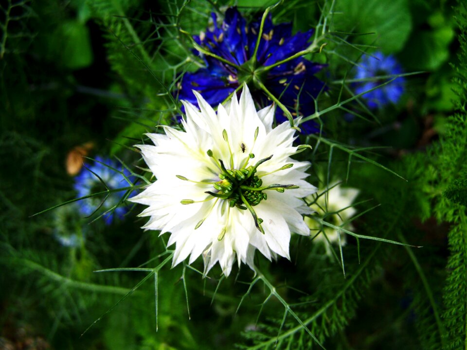 Borzaskata white color variant flower garden