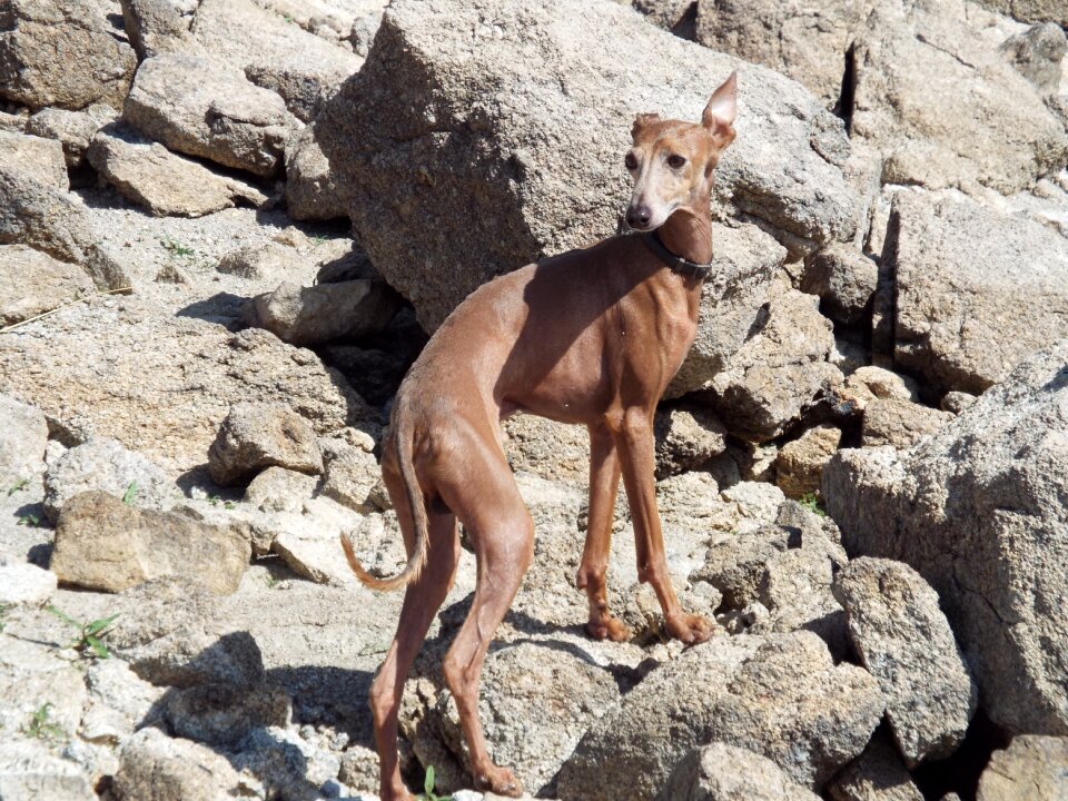 Canine race pet puppy