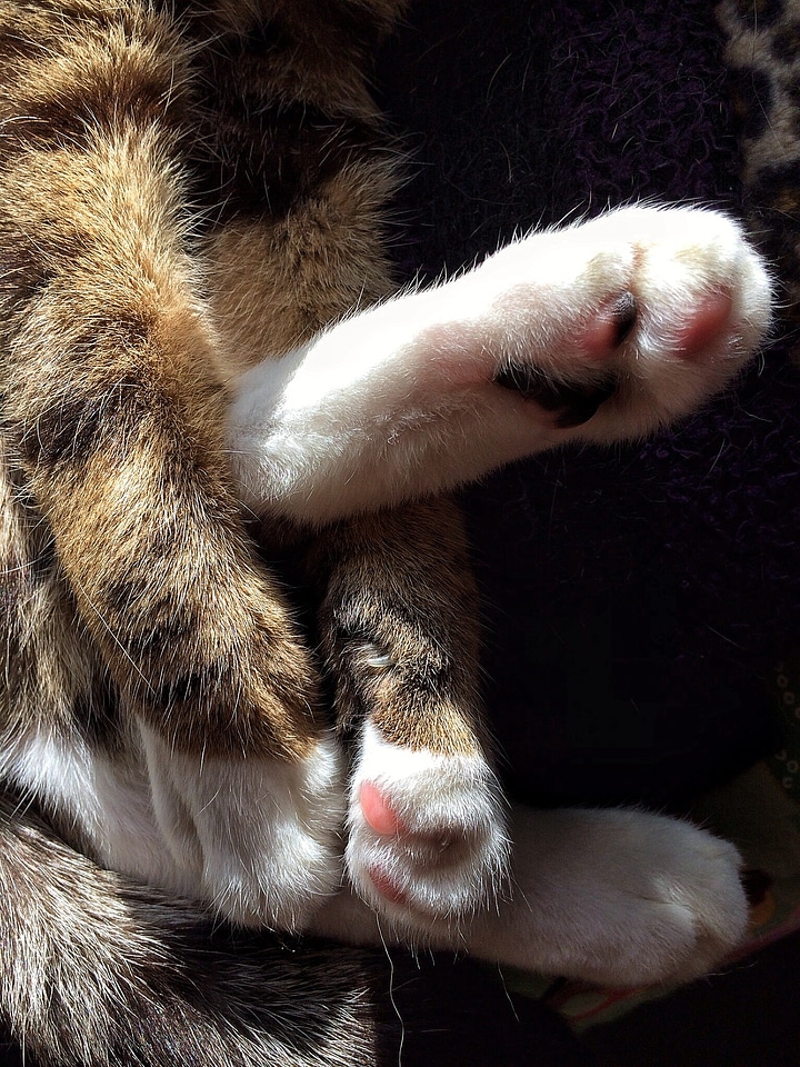 Feline mammal tabby