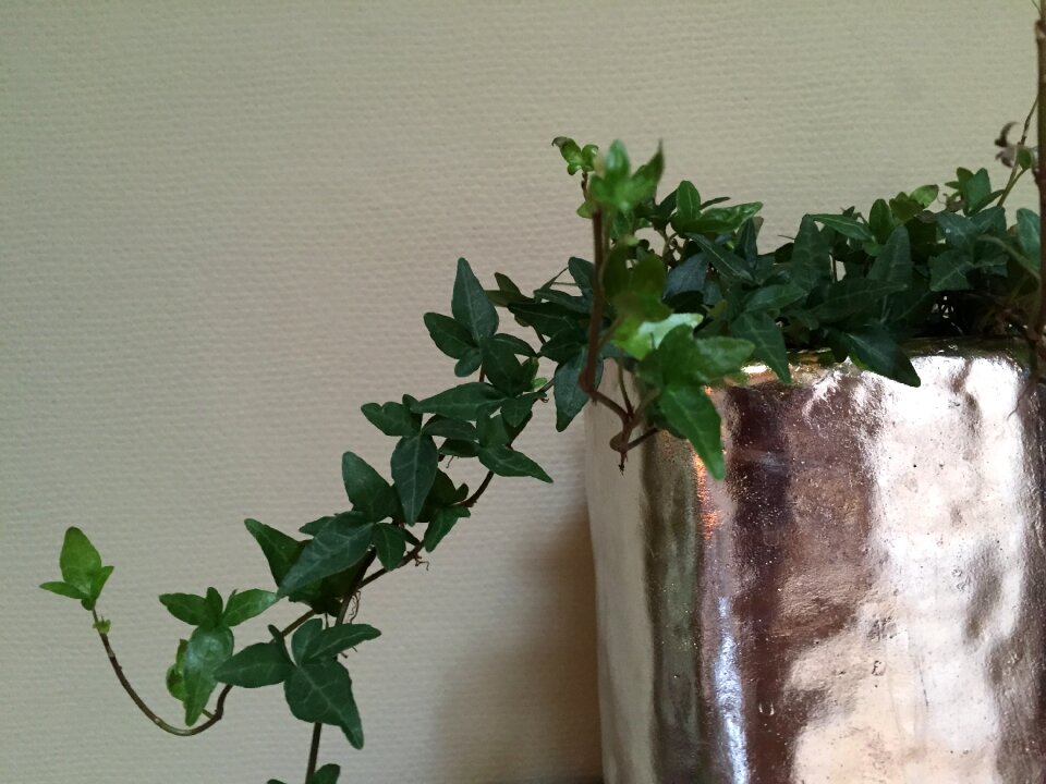 Climber plant ivy efeuranke