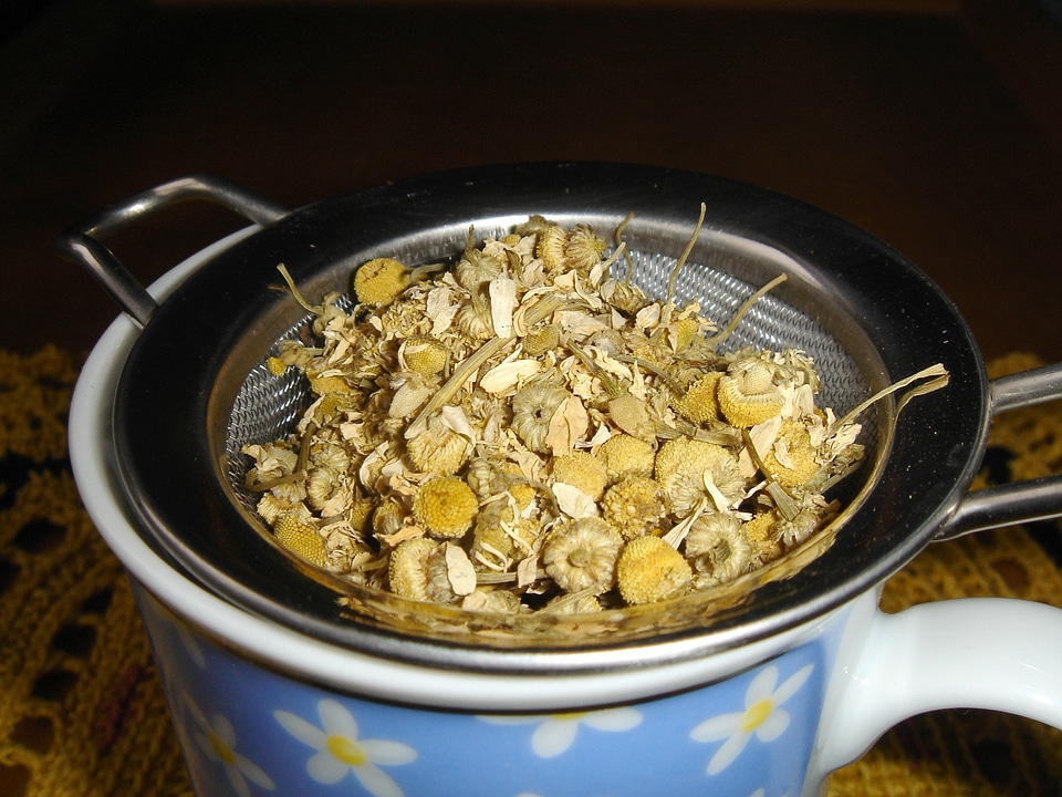 Healthy medicinal herbs medicinal herb