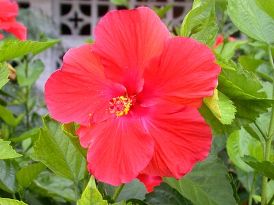 Garden nature plant