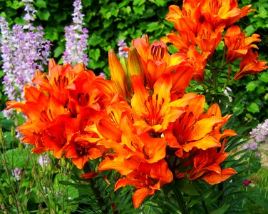 Fire lily flower garden orange