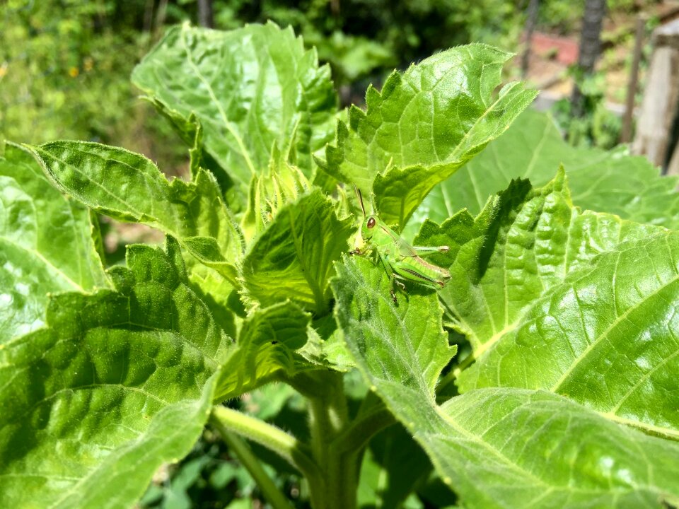 Bug green leaves