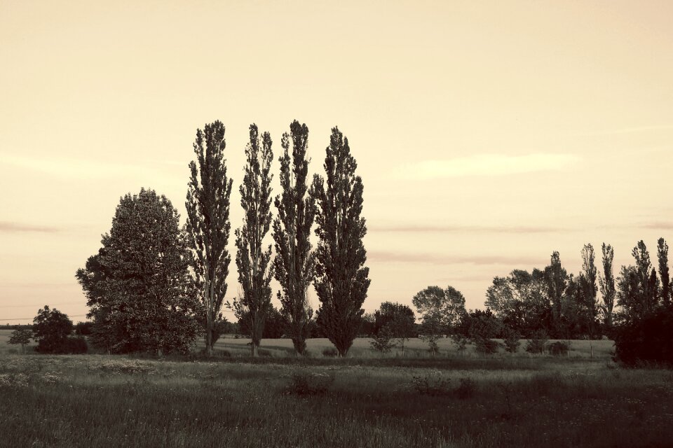Poplars evening black and white sepia