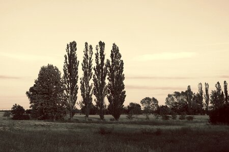 Poplars evening black and white sepia photo