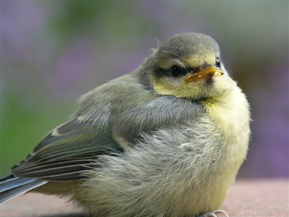 Songbird birds young animal
