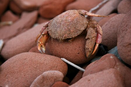 Beach rocks camouflage