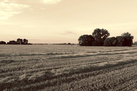 Agriculture harvested black and white sepia
