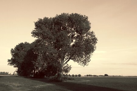 Black and white sepia nature evening photo