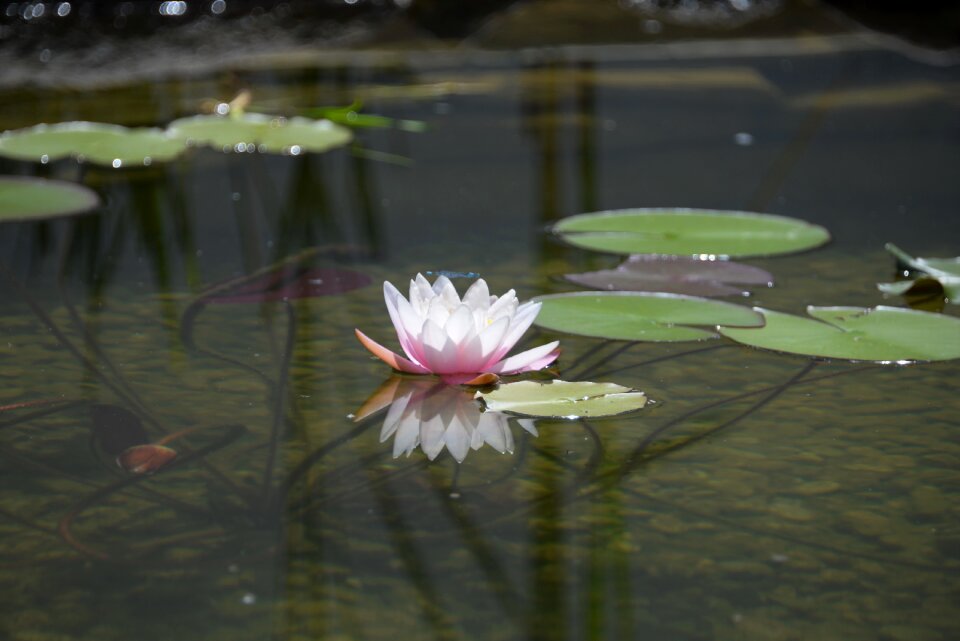 Blossom bloom nuphar lutea