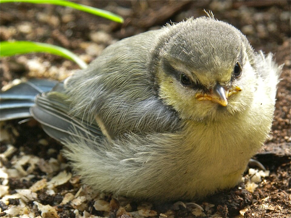 Songbird birds young animal