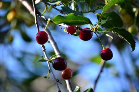 Harvest garden red