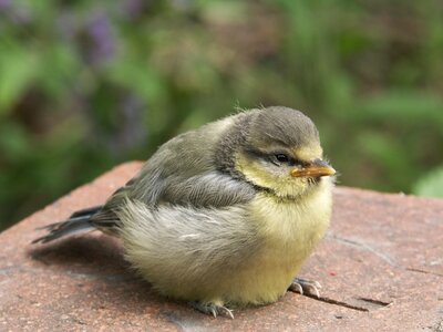 Songbird birds young animal
