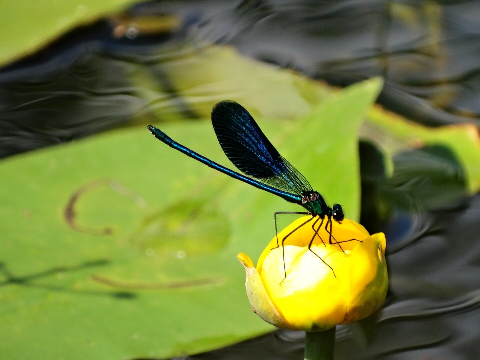Ważka insect nature