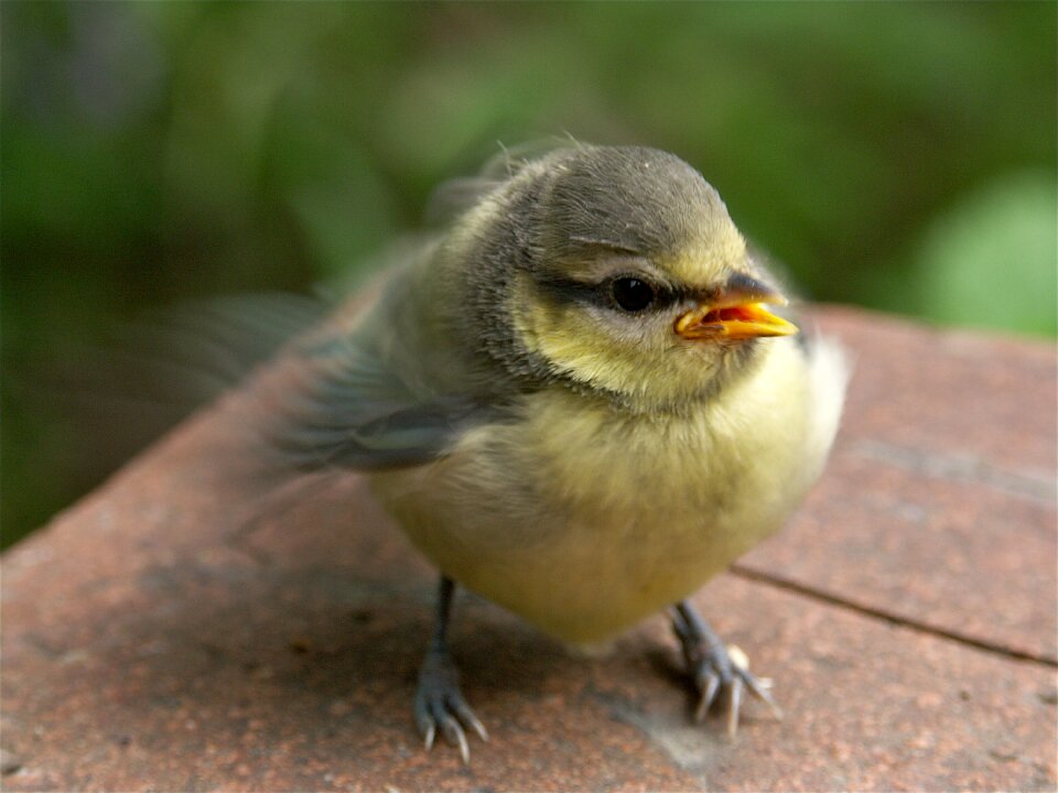 Songbird birds young animal