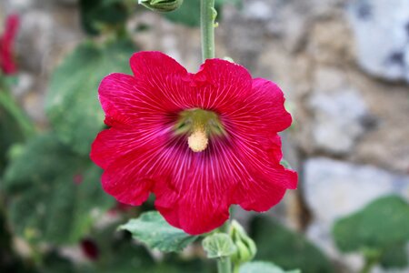 Macro flower brightly colored photo