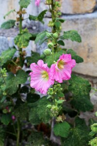 Rod flower brightly colored