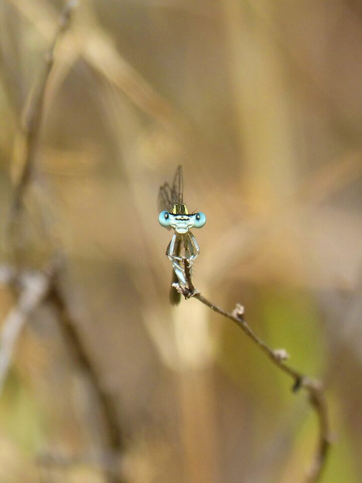 Perspective curiosity eyes