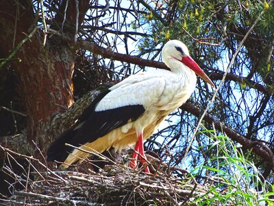 Stork nest bird photo