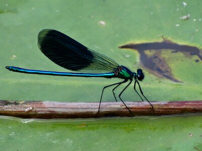 Insect nature closeup
