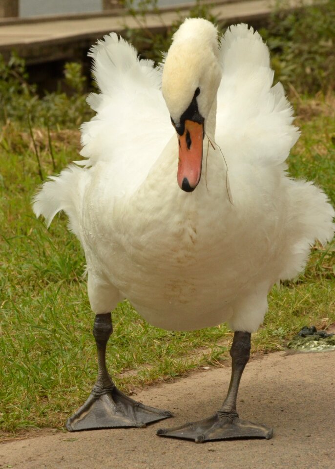 Feathers white wind