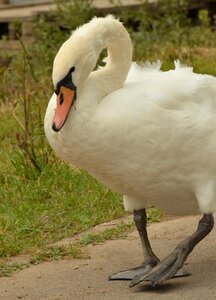 Waterfowl feathers white