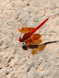 Red dragonfly shadow rock photo