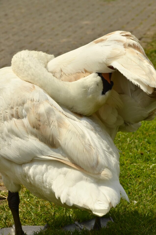 Waterfowl feathers white