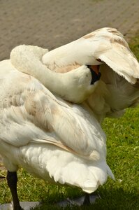 Waterfowl feathers white