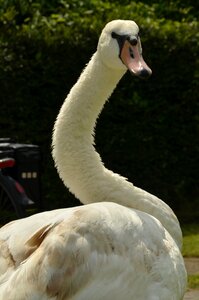Waterfowl feathers white