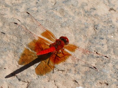 Red dragonfly shadow rock