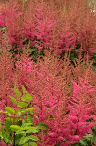 Flora astilbe pink