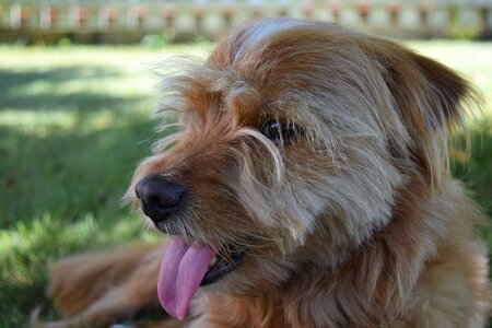 Animal attention small dog