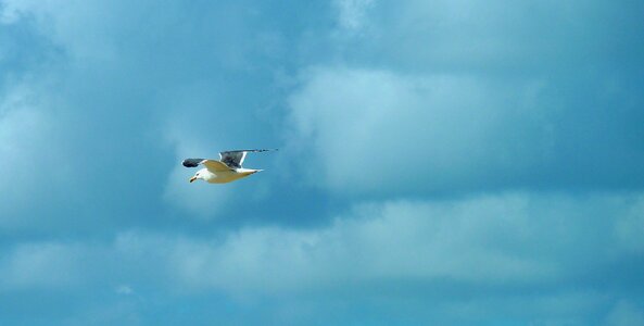 Bill water bird sky