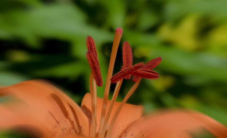 Beautiful close-up nature