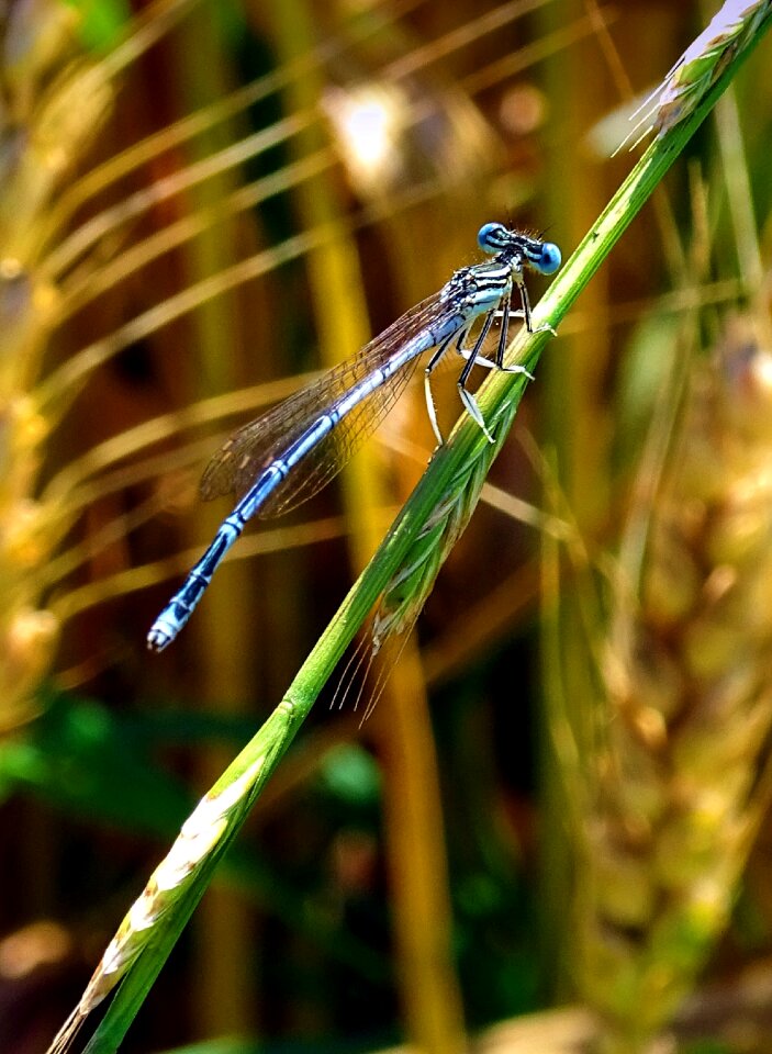 Dragonfly animal insect