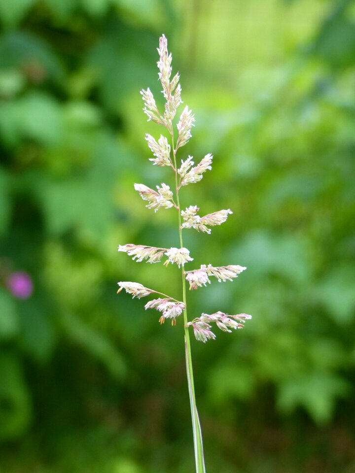 Green summer nature