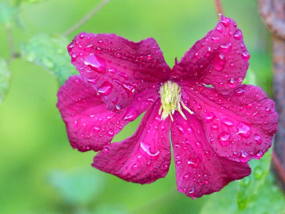 Plant flower colors