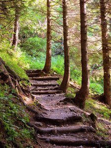 Staircase wood trees photo