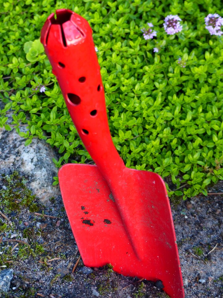 Garden plant green