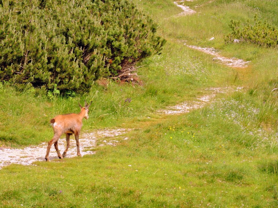 Green nature animal