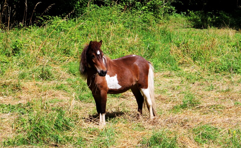 Brown white animal