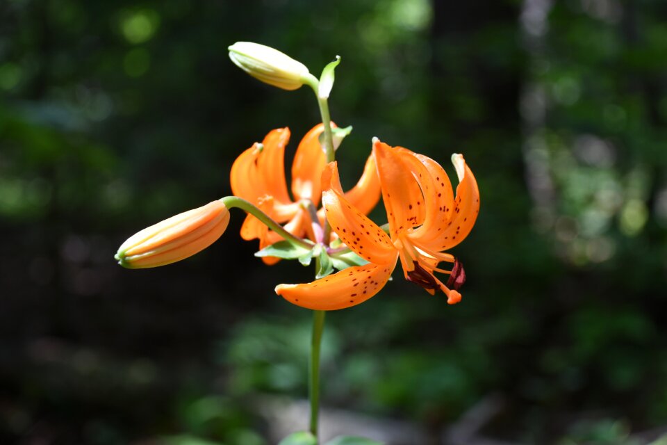Mountain horse naira orange color