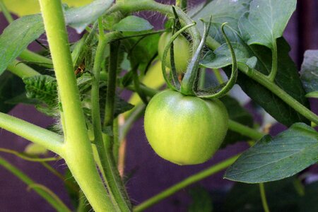 Cherokee garden unripe