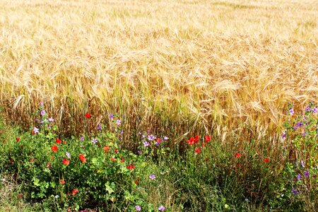 Cereals epi agriculture photo