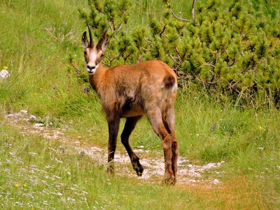 Green nature animal photo