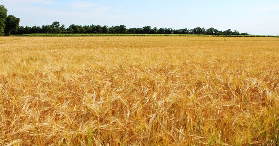 Cereals epi agriculture
