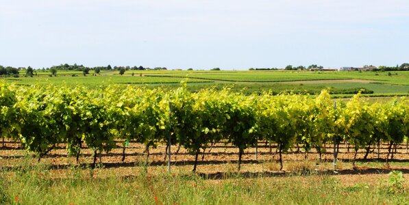 Grape vines cultivate photo
